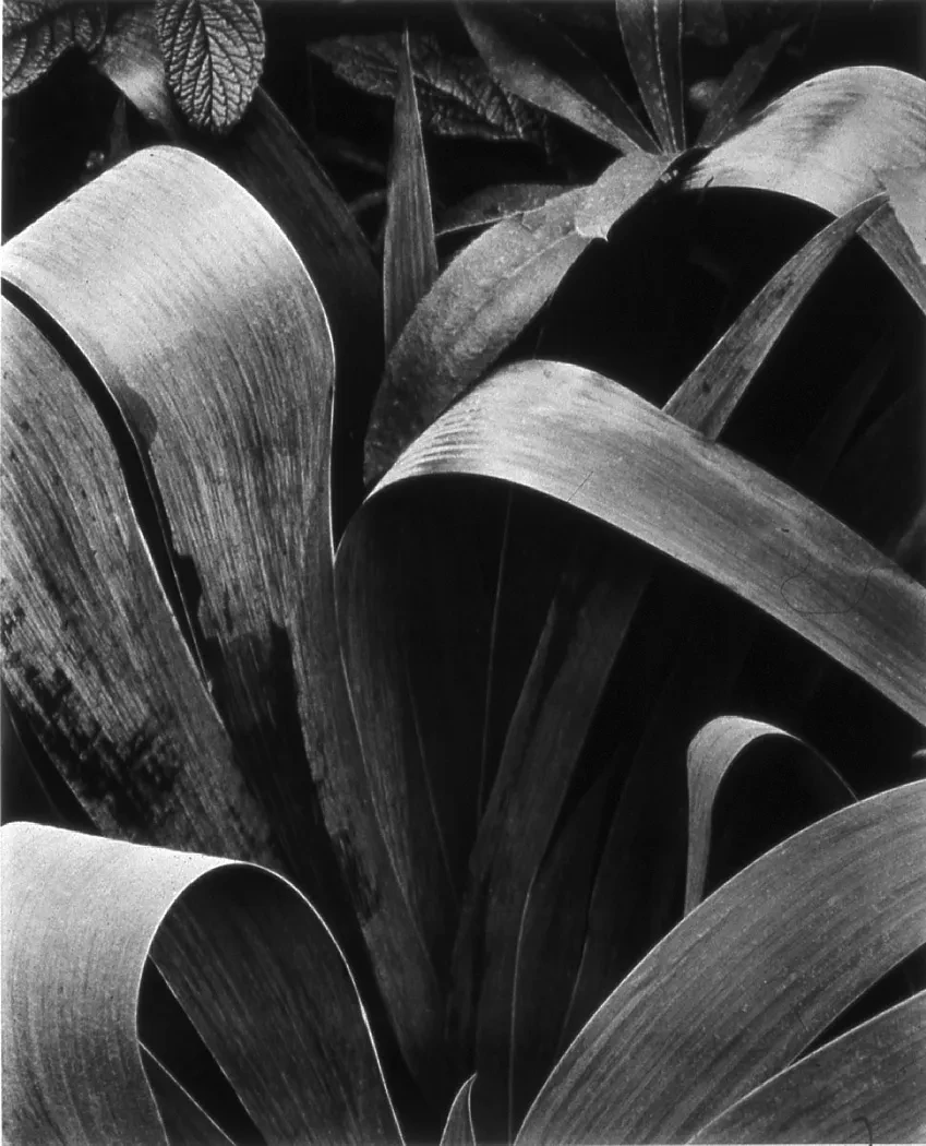 paul_strand_17